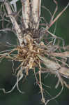 Pitted beardgrass